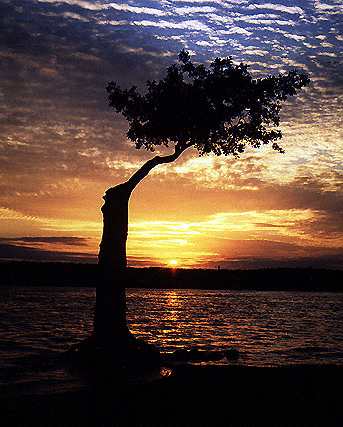 Havelbaum