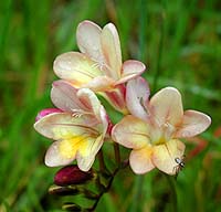 Blume