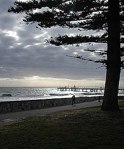 Strandpromenade mit Araukarie, Glenelg
