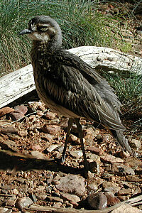 Vogel