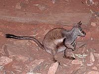 Wallabie