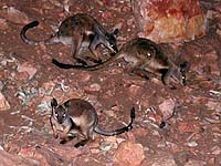 Wallabies