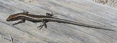Gecko, Echse