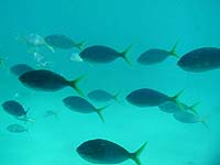 Fische