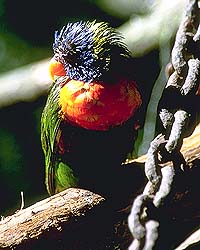 Vogel