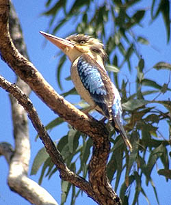 Eisvogel