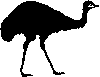 Emu