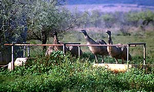 Emus an einer Viehtrnke
