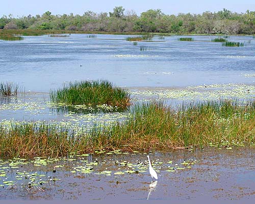 Wetlands