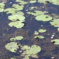 Wetlands