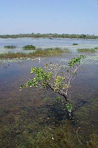 Wetlands