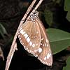 Schmetterling