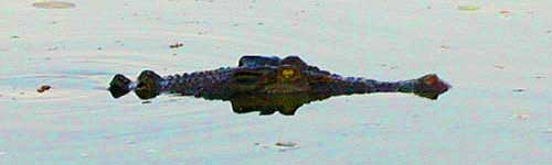 Krokodil