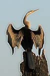 Vogel