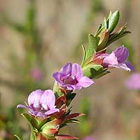 Blume (Kings Canyon)