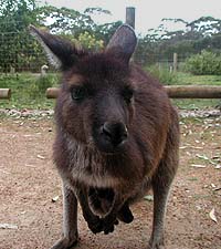 Zahmes Knguruh (Kangaroo Island)