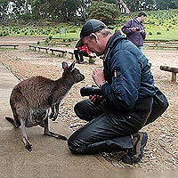 Zahmes Knguruh (Kangaroo Island)
