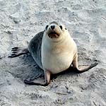 Robbe, Kangaroo Island
