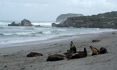Robben, Seelwenbucht, Kangaroo Island