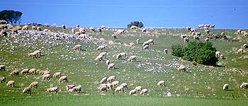 Schafe auf Kangaroo Island