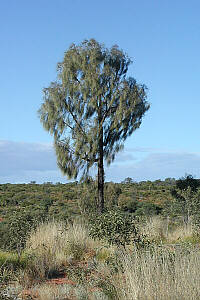 Kings Canyon - Baum