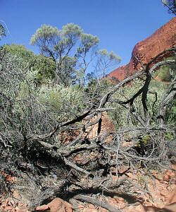 Kings Canyon