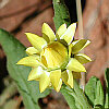 Strohblume