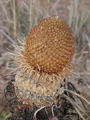 Knospe