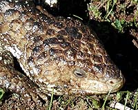 Tannenzapfen-Skink