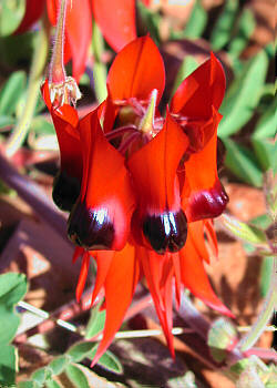 Desert Pea