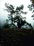 Nebel
