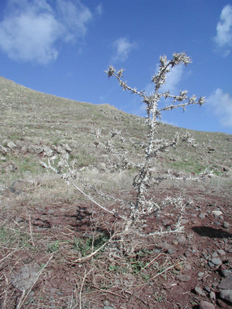 Distel