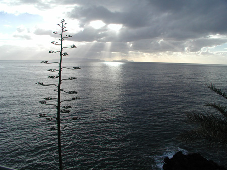 Agavenblte vor dem Meer