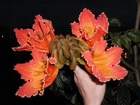 Flammenbaum-Blüte